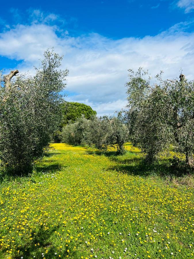 B&B Valle D'Oro Ansedonia Exterior photo